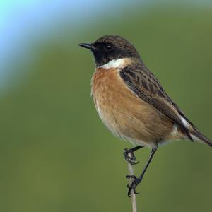 European stonechat