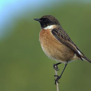 European stonechat