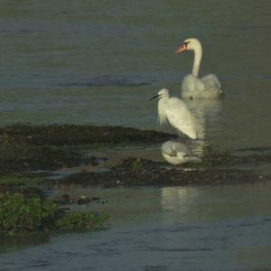 Little Egret