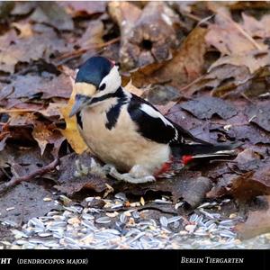 Great Spotted Woodpecker