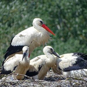 White Stork