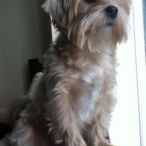 Unknown Breed