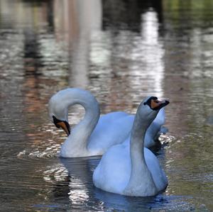 Höckerschwan