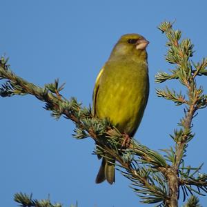 European Greenfinch