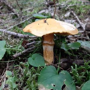 Larch Suillus