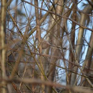 Long-tailed Tit