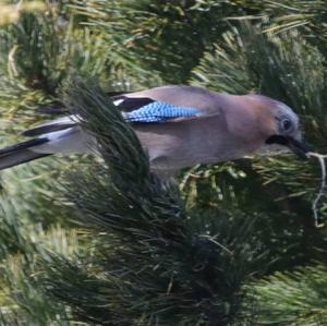 Eurasian Jay