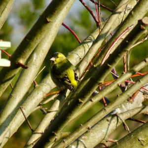 European Greenfinch