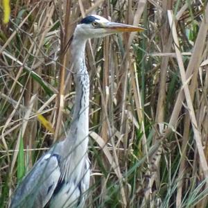 Grey Heron