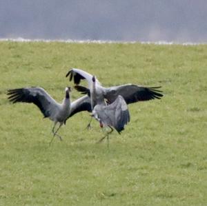 Common Crane