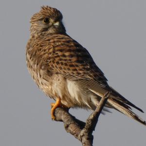 Common Kestrel