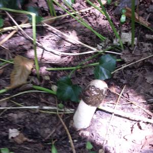 Stinkhorn, Common