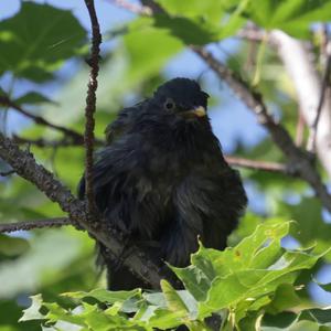 Eurasian Blackbird