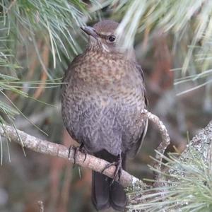 Eurasian Blackbird