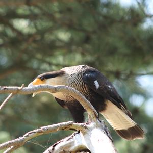 Southern Caracara