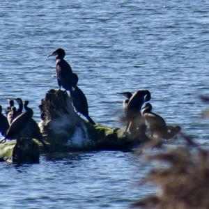 Great Cormorant