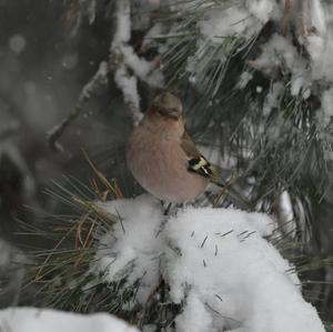 Eurasian Chaffinch