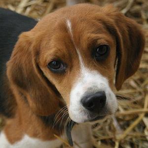 Beagle