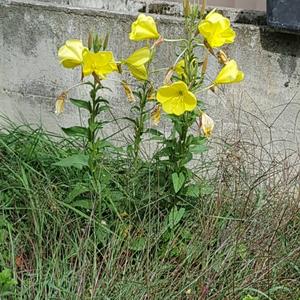 Evening Primrose (Common)