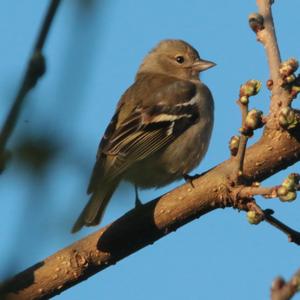 Eurasian Chaffinch