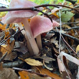 Pink Mycena