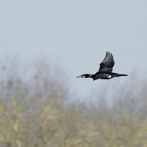 Great Cormorant