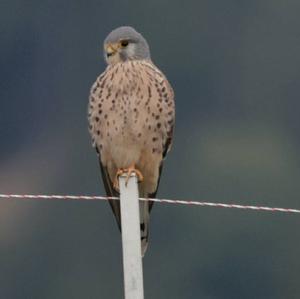 Common Kestrel