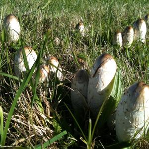 Shaggy Mane