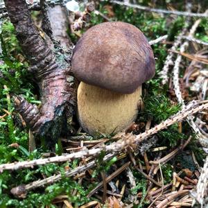 King Bolete