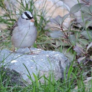 White-crowned Sparrow