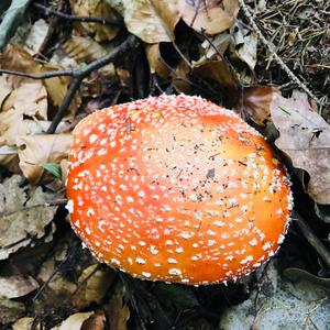 Fly Agaric