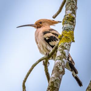 Eurasian Hoopoe