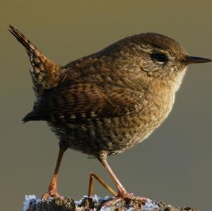 Winter Wren