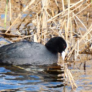 Common Coot