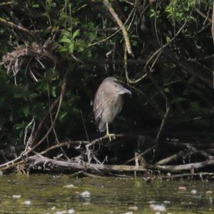 Black-crowned Night-heron