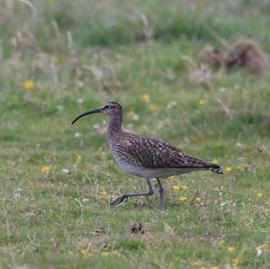 Eurasian Curlew