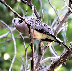 Spotted Dove