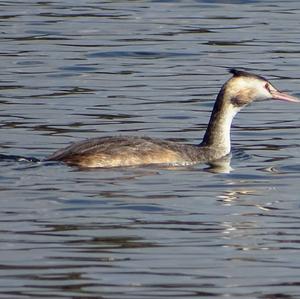 Great Crested Grebe