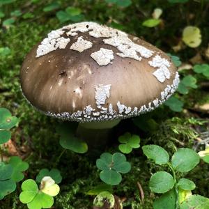 Stout-stalked Amanita