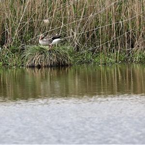 Greylag Goose