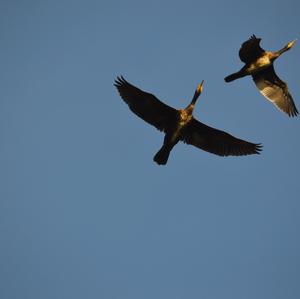 Great Cormorant