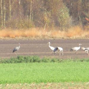 Common Crane