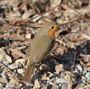 European Robin