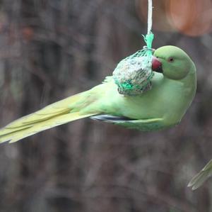 Rose-ringed Parakeet