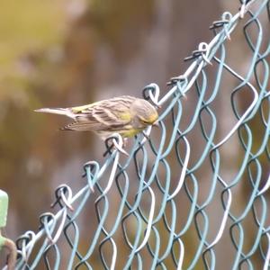 European Serin