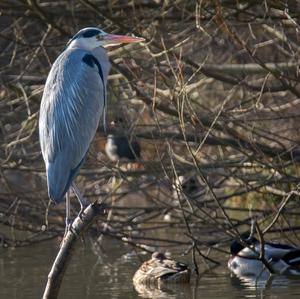 Grey Heron