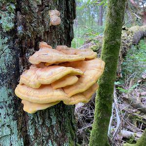 Chicken Mushroom