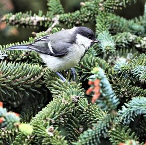 Great Tit