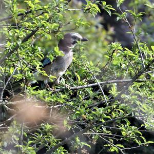 Eurasian Jay