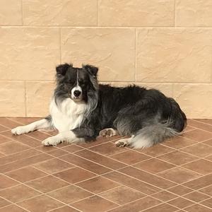 Border Collie